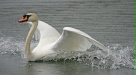 Mute Swan